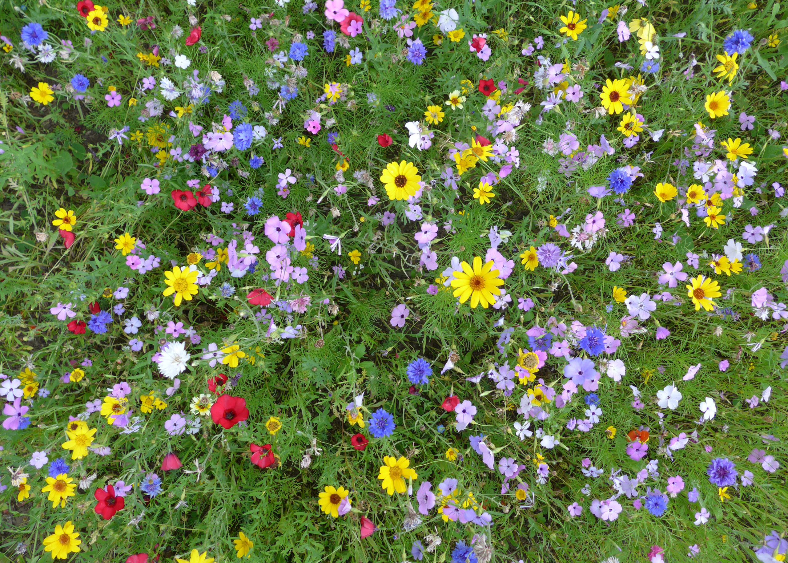 Conseiller en fleurs de Bach : métier, formation et cadre