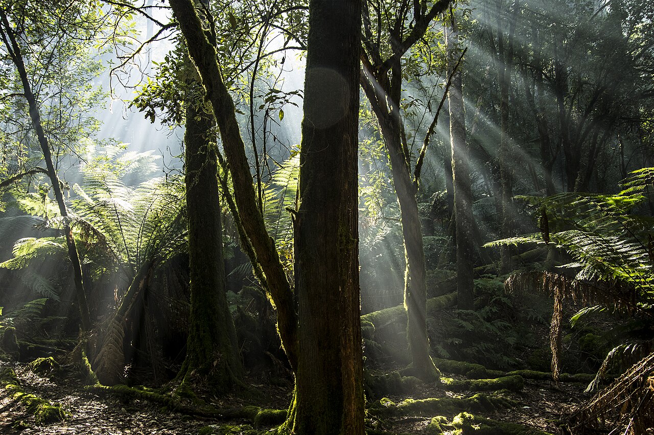 Sylvothérapie (bain de forêt) : pratique, formation et cadre en France
